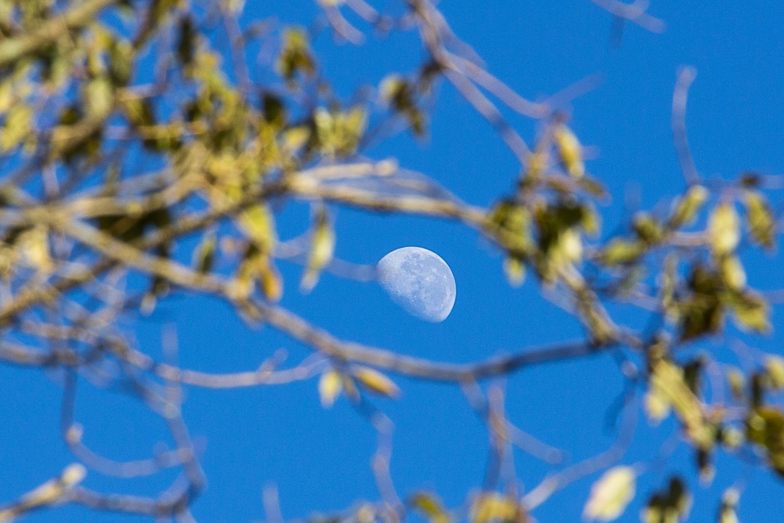 Ojo Lunar - Profe Lukas (Grande)